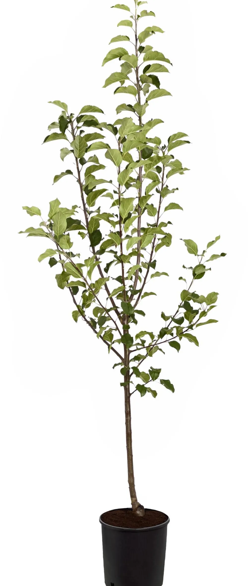 Dehner Obstbäume|Birnen- & Apfelbäume - Herbstapfel 'Rubinola' Rot