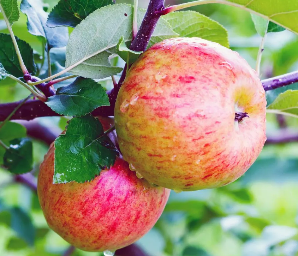 Dehner Obstbäume|Birnen- & Apfelbäume > Herbstapfel 'Topaz'