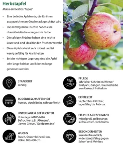 Dehner Obstbäume|Birnen- & Apfelbäume > Herbstapfel 'Topaz'