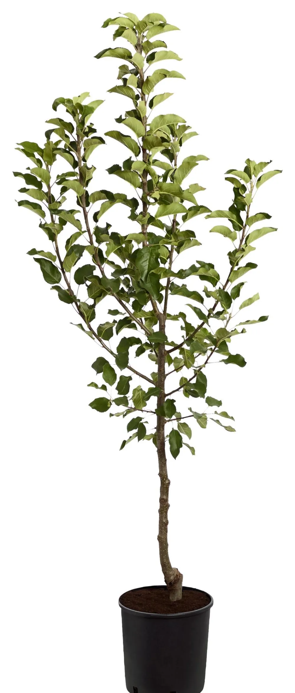 Dehner Obstbäume|Birnen- & Apfelbäume > Herbstapfel 'Topaz'