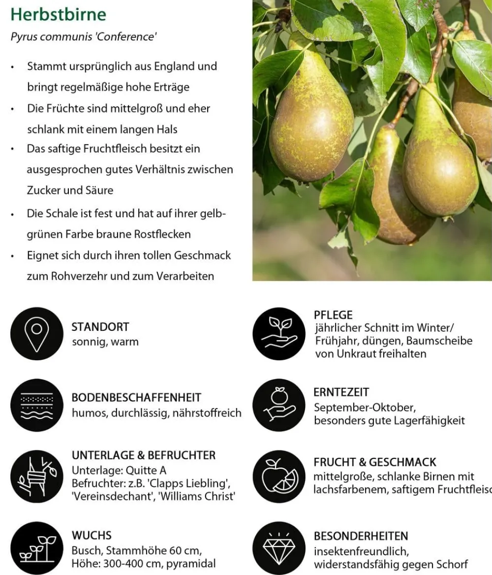 Dehner Obstbäume|Birnen- & Apfelbäume > Herbstbirne 'Conference'