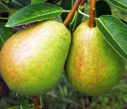 Dehner Obstbäume|Birnen- & Apfelbäume > Herbstbirne 'Vereinsdechant'