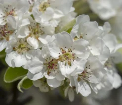 Dehner Obstbäume|Birnen- & Apfelbäume > Herbstbirne 'Vereinsdechant'