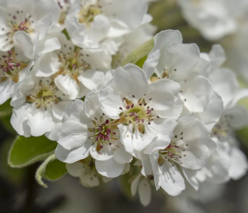 Dehner Obstbäume|Birnen- & Apfelbäume > Herbstbirne 'Vereinsdechant'