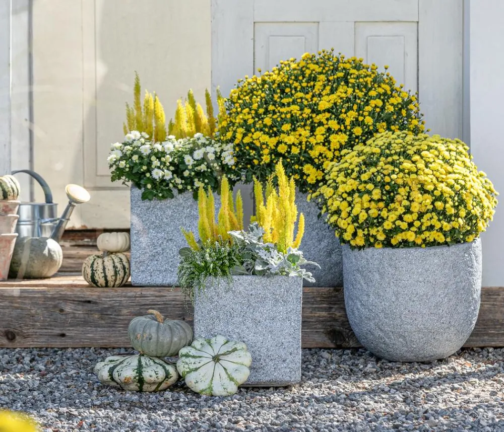 Dehner Terrassenpflanzen > Herbst-Chrysantheme