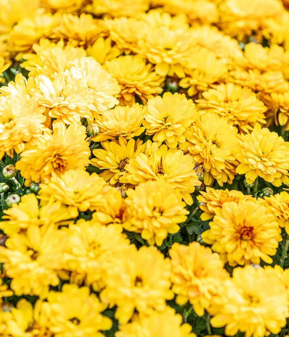 Dehner Terrassenpflanzen > Herbst-Chrysantheme