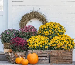 Dehner Terrassenpflanzen > Herbst-Chrysantheme