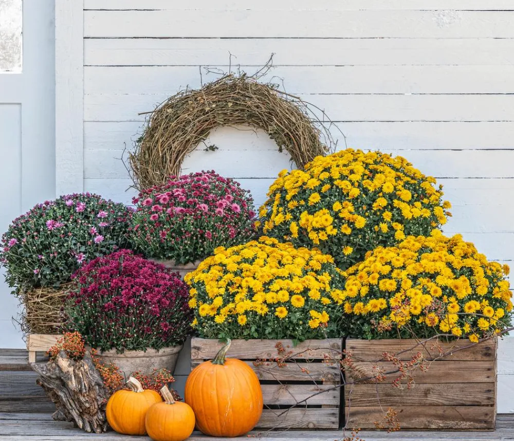 Dehner Terrassenpflanzen > Herbst-Chrysantheme