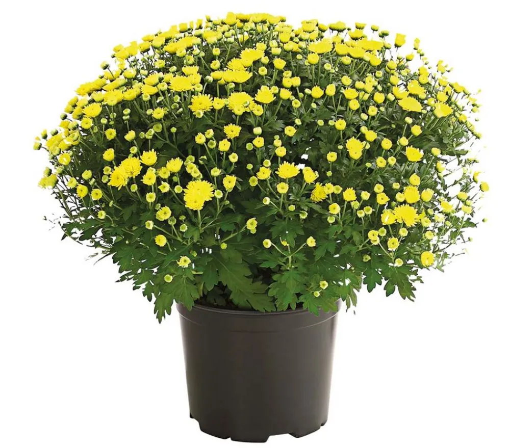 Dehner Terrassenpflanzen > Herbst-Chrysantheme