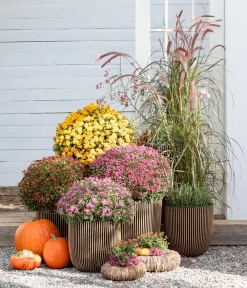 Dehner Terrassenpflanzen > Herbst-Chrysantheme