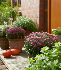 Dehner Terrassenpflanzen > Herbst-Chrysantheme