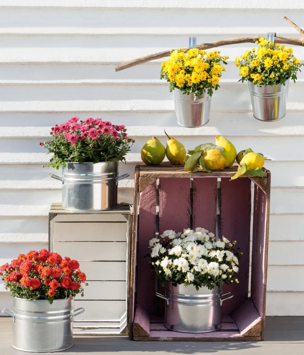 Dehner Terrassenpflanzen > Herbst-Chrysantheme