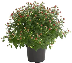 Dehner Terrassenpflanzen > Herbst-Chrysantheme