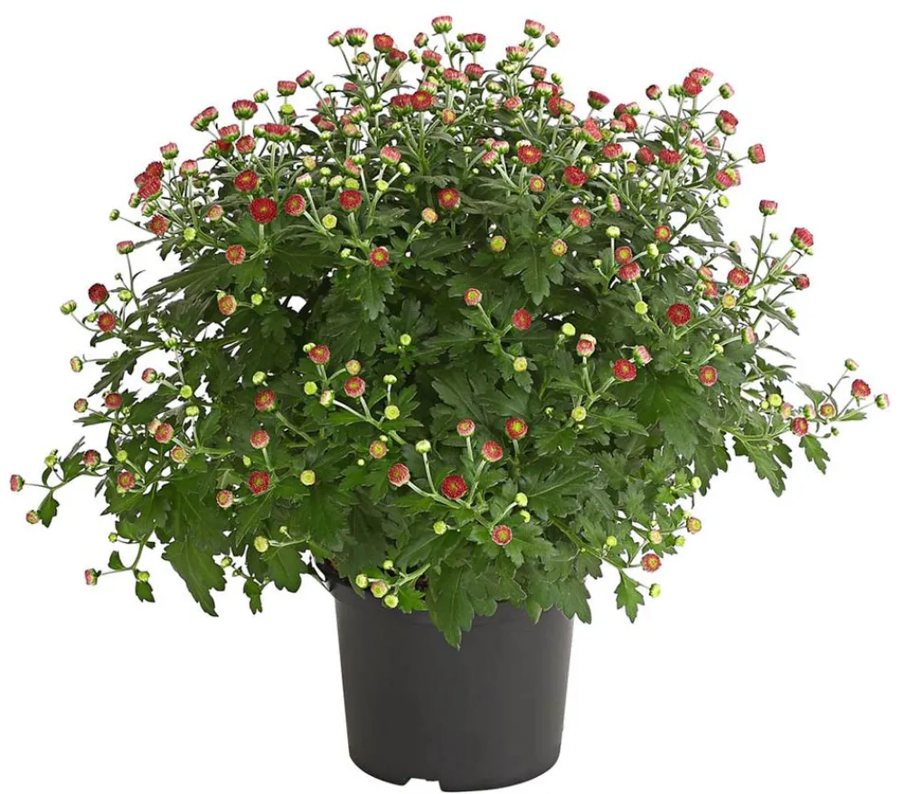 Dehner Terrassenpflanzen > Herbst-Chrysantheme