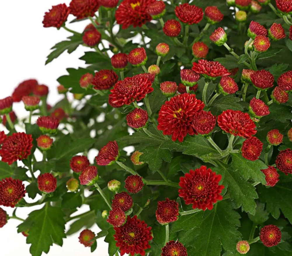 Dehner Terrassenpflanzen > Herbst-Chrysantheme