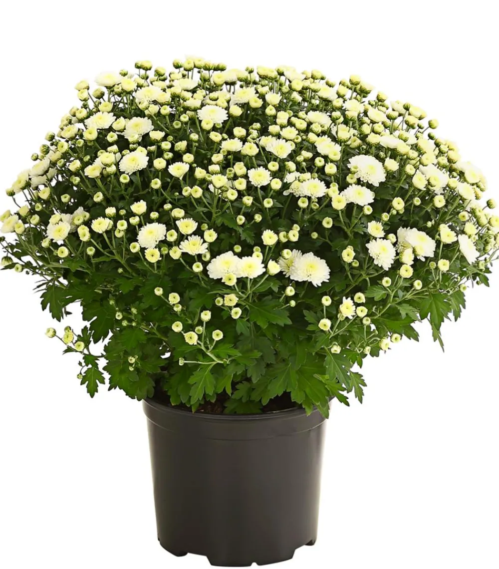Dehner Herbst-Chrysantheme Weiß Hot