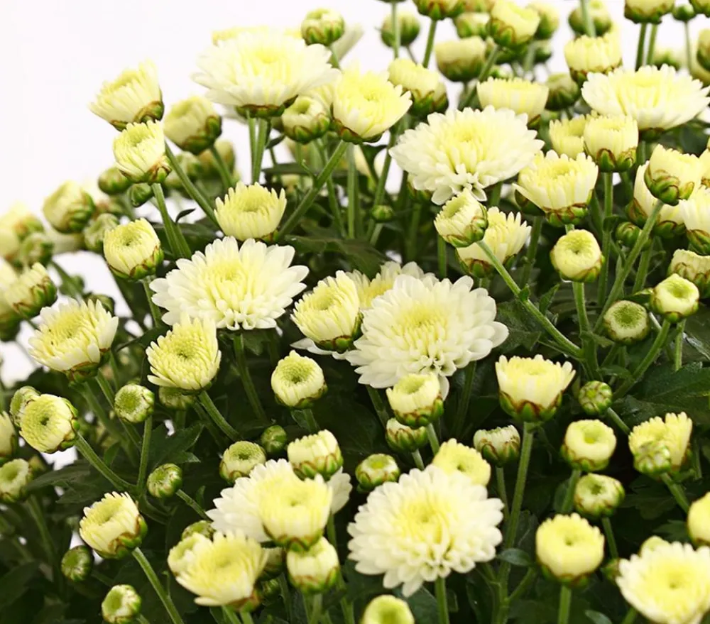 Dehner Herbst-Chrysantheme Weiß Hot