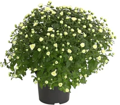 Dehner Herbst-Chrysantheme Weiß Hot
