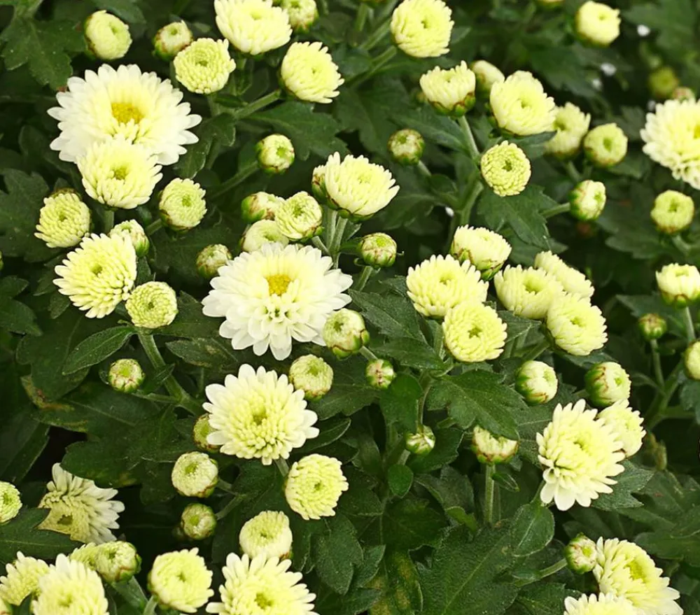 Dehner Herbst-Chrysantheme Weiß Hot