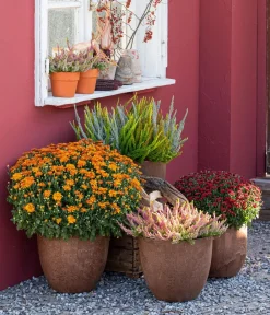 Dehner Terrassenpflanzen - Herbst-Chrysantheme Rot