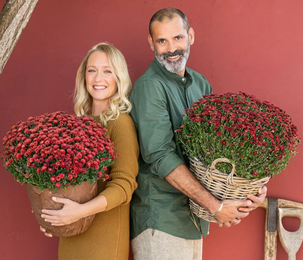 Dehner Terrassenpflanzen - Herbst-Chrysantheme Rot