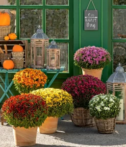 Dehner Terrassenpflanzen - Herbst-Chrysantheme Rot