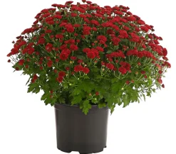 Dehner Terrassenpflanzen - Herbst-Chrysantheme Rot