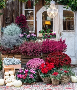 Dehner Terrassenpflanzen - Herbst-Chrysantheme Lila