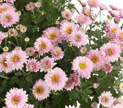 Dehner Terrassenpflanzen - Herbst-Chrysantheme mit Gras, verschiedene Farben