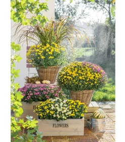 Dehner Terrassenpflanzen - Herbst-Chrysantheme mit Gras, verschiedene Farben