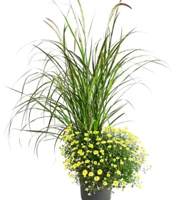 Dehner Terrassenpflanzen - Herbst-Chrysantheme mit Gras, verschiedene Farben