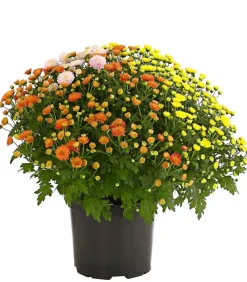 Dehner Terrassenpflanzen > Herbst Chrysanthemen-Trio