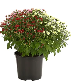 Dehner Terrassenpflanzen > Herbst Chrysanthemen-Trio