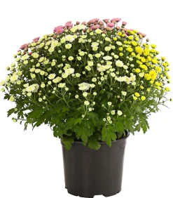 Dehner Terrassenpflanzen > Herbst Chrysanthemen-Trio