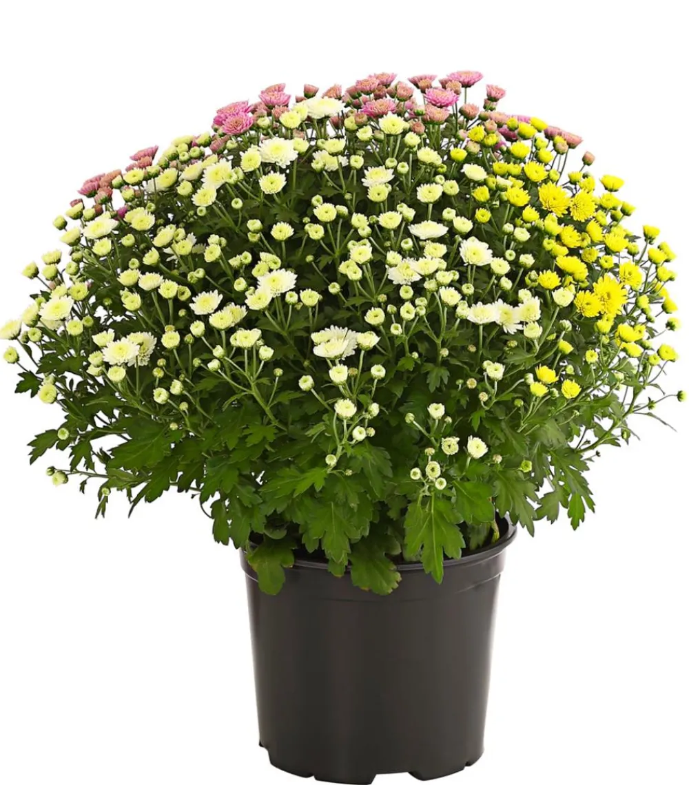 Dehner Terrassenpflanzen > Herbst Chrysanthemen-Trio