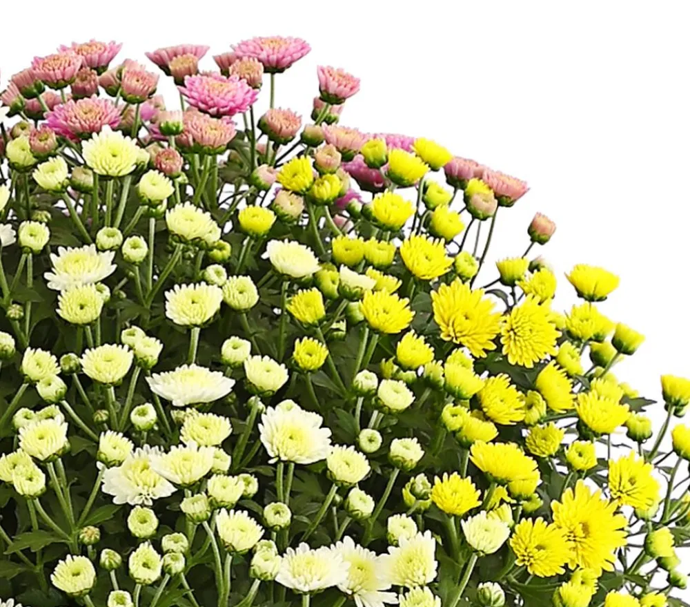 Dehner Terrassenpflanzen > Herbst Chrysanthemen-Trio