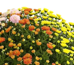 Dehner Terrassenpflanzen > Herbst Chrysanthemen-Trio