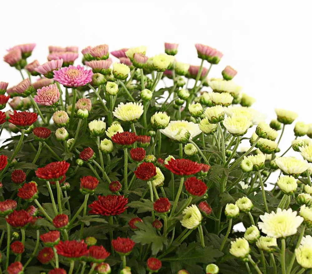 Dehner Terrassenpflanzen > Herbst Chrysanthemen-Trio