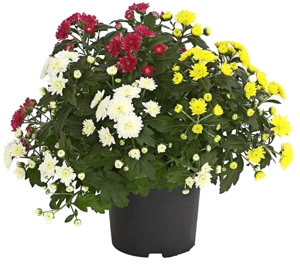 Dehner Herbst Chrysanthemen-Trio New