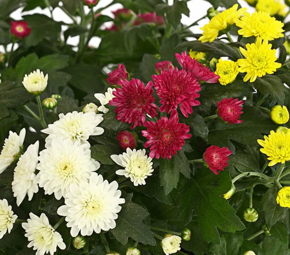 Dehner Herbst Chrysanthemen-Trio New