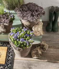 Dehner Steingartenstauden|Garten-Raritäten - Herbstenzian Blau