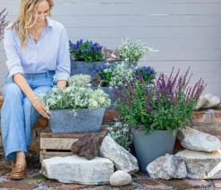 Dehner Steingartenstauden|Garten-Raritäten - Herbstenzian Blau
