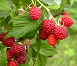 Dehner Gourmet Garten Himbeeren & Brombeeren - Herbst-Himbeere 'Autumn Happy'® Rot