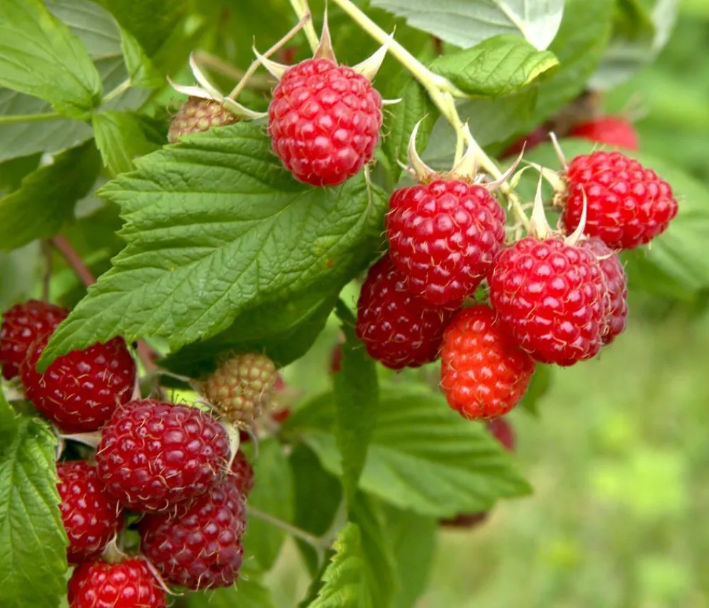 Dehner Gourmet Garten Himbeeren & Brombeeren - Herbst-Himbeere 'Autumn Happy'® Rot