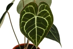 Dehner Raritäten|Einblatt & Flamingoblumen > Herzblattblume - Anthurium clarinervium