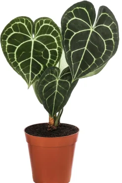Dehner Raritäten|Einblatt & Flamingoblumen - Herzblattblume - Anthurium clarinervium