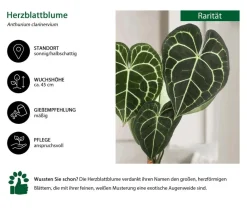 Dehner Raritäten|Einblatt & Flamingoblumen - Herzblattblume - Anthurium clarinervium