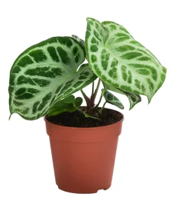 Dehner Herzblattblume - Anthurium crystallinum 'Silver Blush' Online
