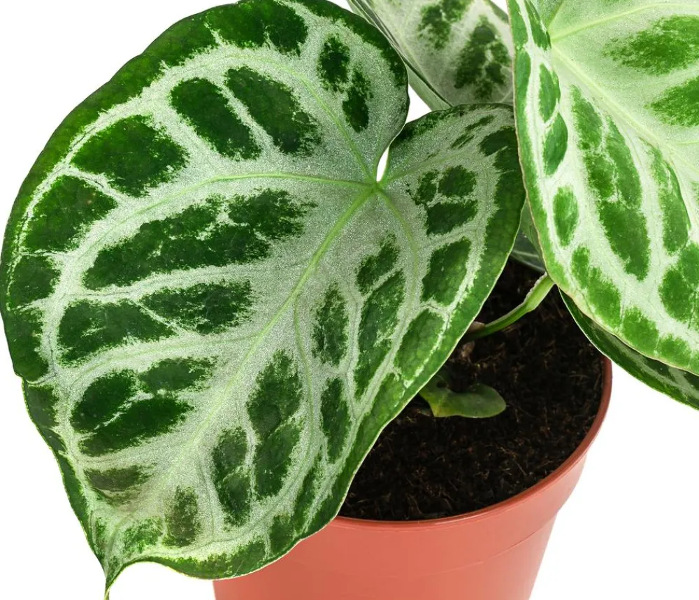 Dehner Herzblattblume - Anthurium crystallinum 'Silver Blush' Online