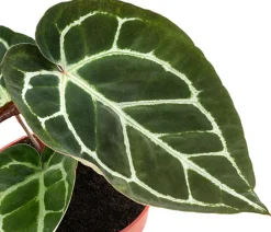 Dehner Einblatt & Flamingoblumen|Grünpflanzen - Herzblattblume - Anthurium crystallinum Dunkelgrün